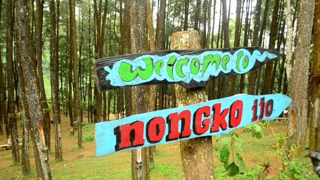 Hutan Pinus Nongko Ijo